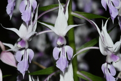 Calanthe puberula reflexa