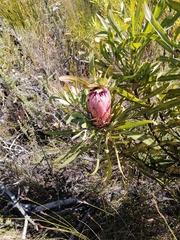 Protea neriifolia