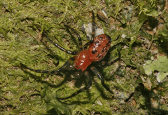 Alpaida
