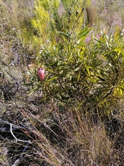 Protea neriifolia