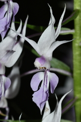 Calanthe puberula reflexa
