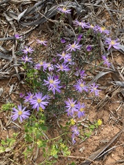 Olearia magniflora