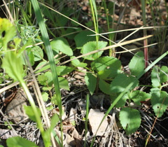 Ostericum palustre
