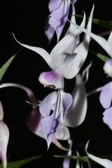 Calanthe puberula reflexa