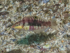Halichoeres nebulosus