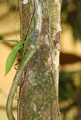 Lonomia