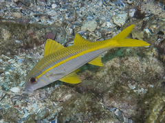 Mulloidichthys vanicolensis
