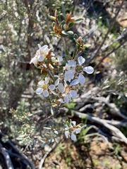 Leptospermum coriaceum