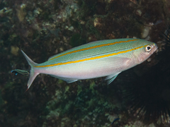 Pterocaesio digramma