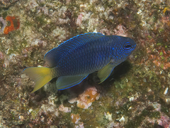 Pomacentrus coelestis