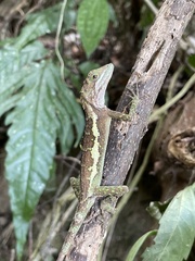 Diploderma polygonatum xanthostomum