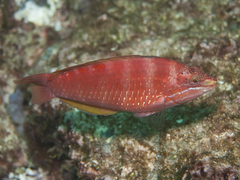 Pseudolabrus luculentus