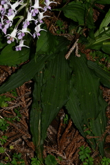 Calanthe puberula reflexa