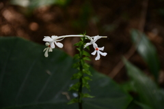 Calanthe triplicata