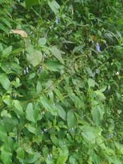 Rhynchoglossum obliquum