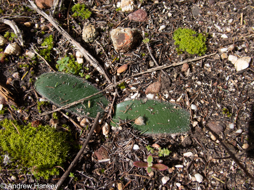 Haemanthus pubescens