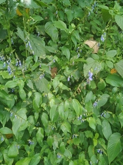 Rhynchoglossum obliquum