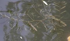 Potamogeton crispus