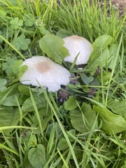 Panaeolus cinctulus