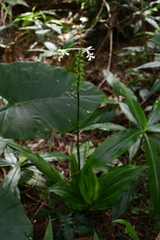 Calanthe triplicata