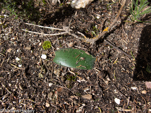 Haemanthus pubescens