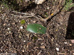 Haemanthus pubescens