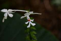 Calanthe triplicata