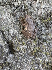 Kurixalus idiootocus