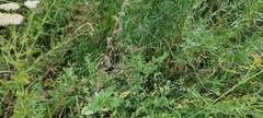 Lathyrus tuberosus