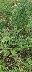 Lathyrus tuberosus
