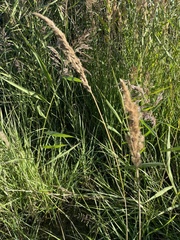 Calamagrostis