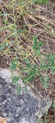 Lathyrus tuberosus