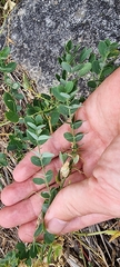 Lathyrus tuberosus