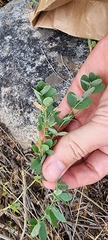 Lathyrus tuberosus