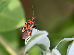 Corizus hyoscyami