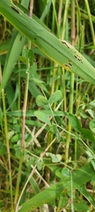 Lathyrus tuberosus