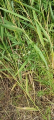 Lathyrus tuberosus