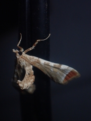 Leucinodes cordalis