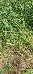 Lathyrus tuberosus