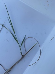 Agrostis capillaris