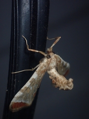 Leucinodes cordalis