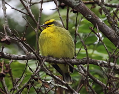Crithagra mozambica