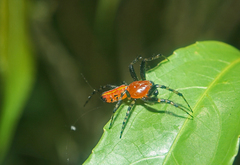 Alpaida grayi