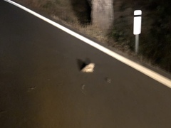 Megascops kennicottii