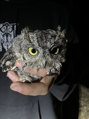 Megascops kennicottii