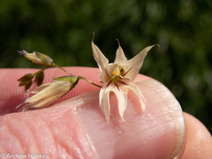 Melasphaerula graminea
