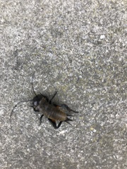 Gryllus campestris