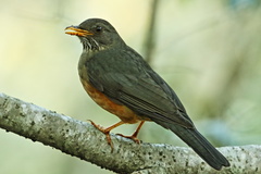 Turdus olivaceus