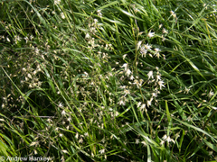 Melasphaerula graminea