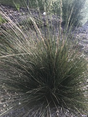 Austrostipa stipoides